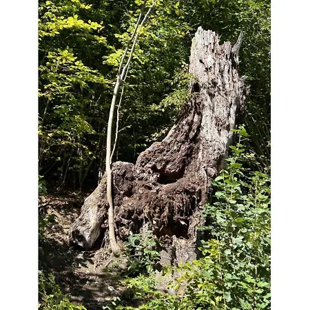 Nr 256 Bergfeuer